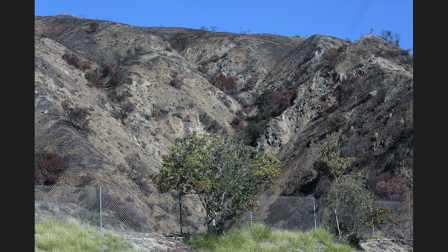 Photo Gallery: Burbank homes with burned out mountains behind them working with Los Angeles County Department of Public Works and the U.S. Department Agriculture to help residents prepare for potential mudslides