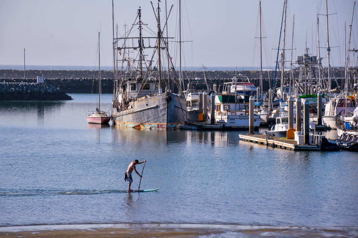 A person paddleboards near boats in a bay.