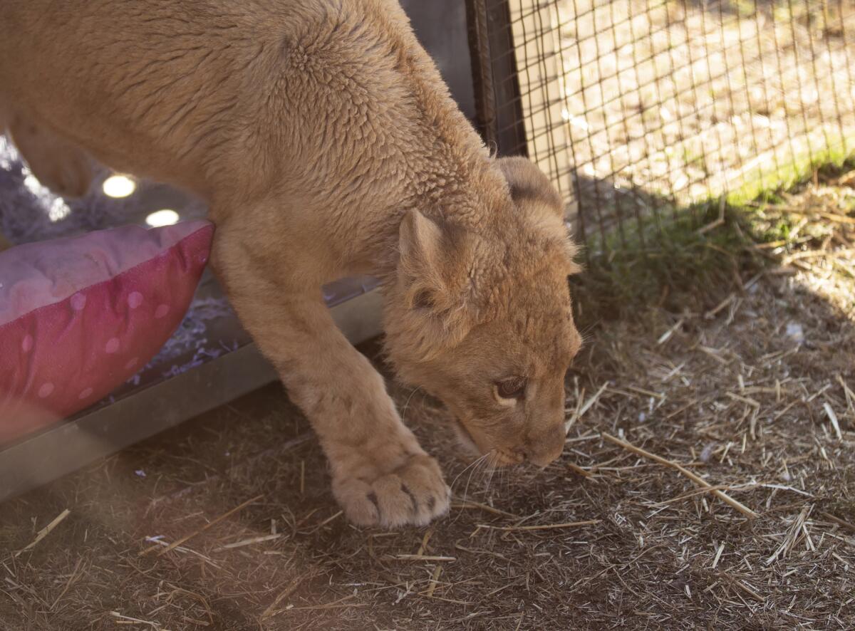 Freya, a lion cub rescued from the wildfire trade in Lebanon.