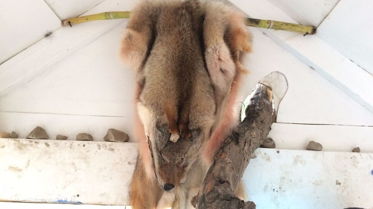 A coyote pelt hangs inside the treehouse, in honor of Joseph Beuys and a reference to the individuals who help smuggle people across the border.