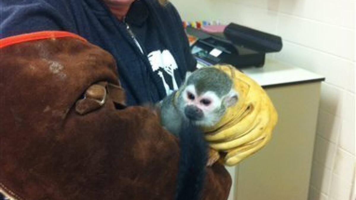 Monkey stolen from SF Zoo found scared but healthy - The San Diego