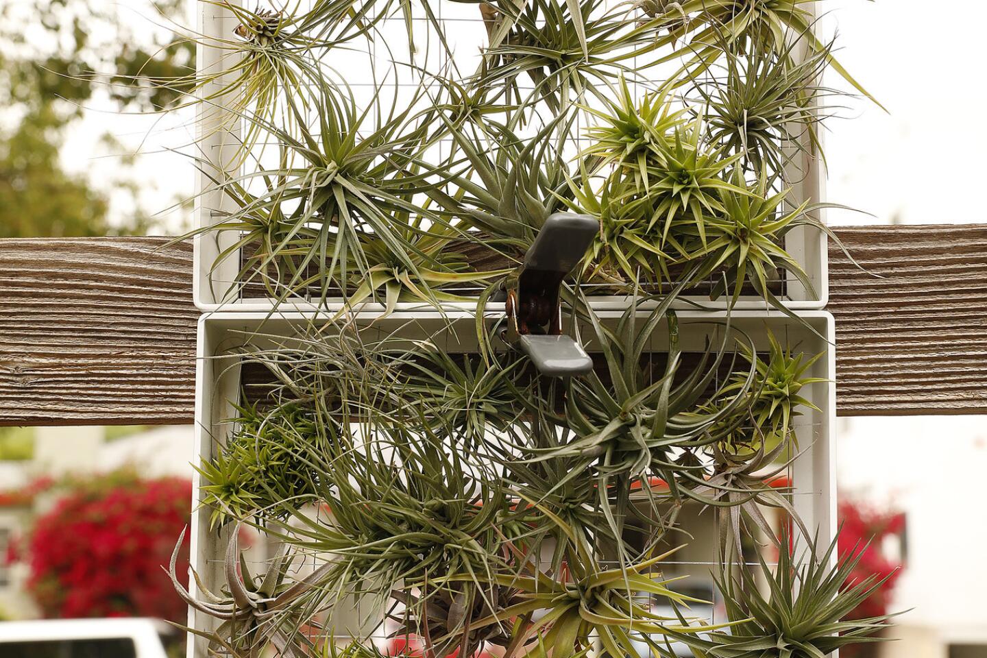 Air Plants—A Trendy Plant with a Long Story! (Rutgers NJAES)