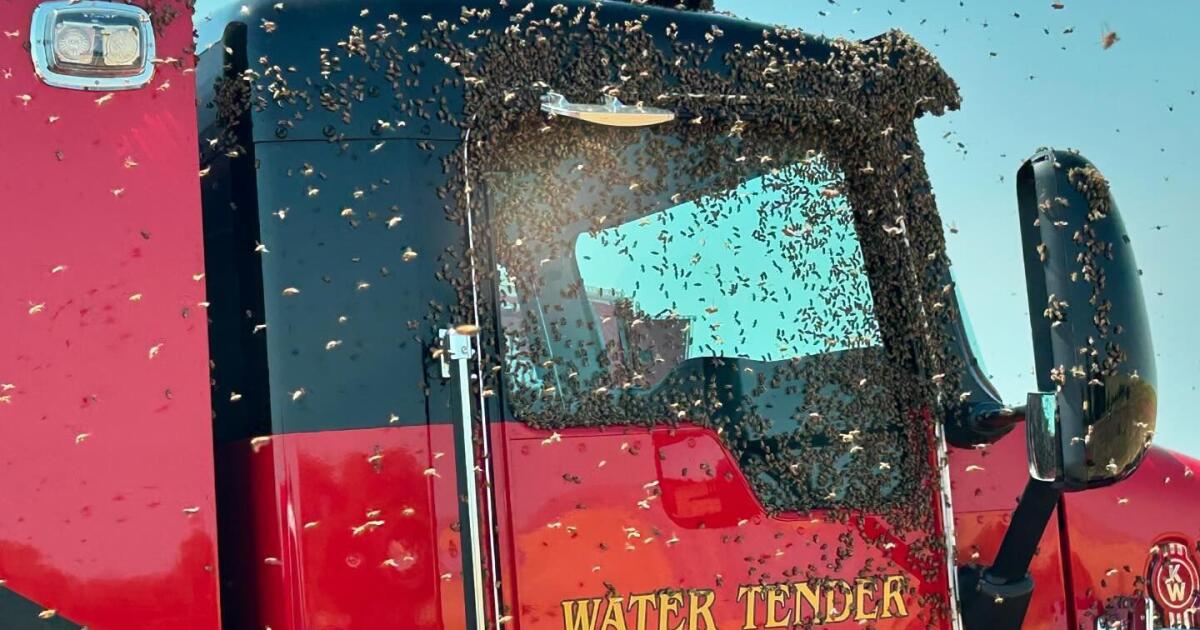 Modesto firefighters feel the sting when battling a wildfire and bees