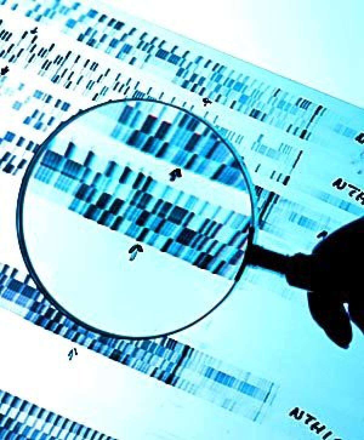 HUMAN GENOME: DNA analysis magnified.