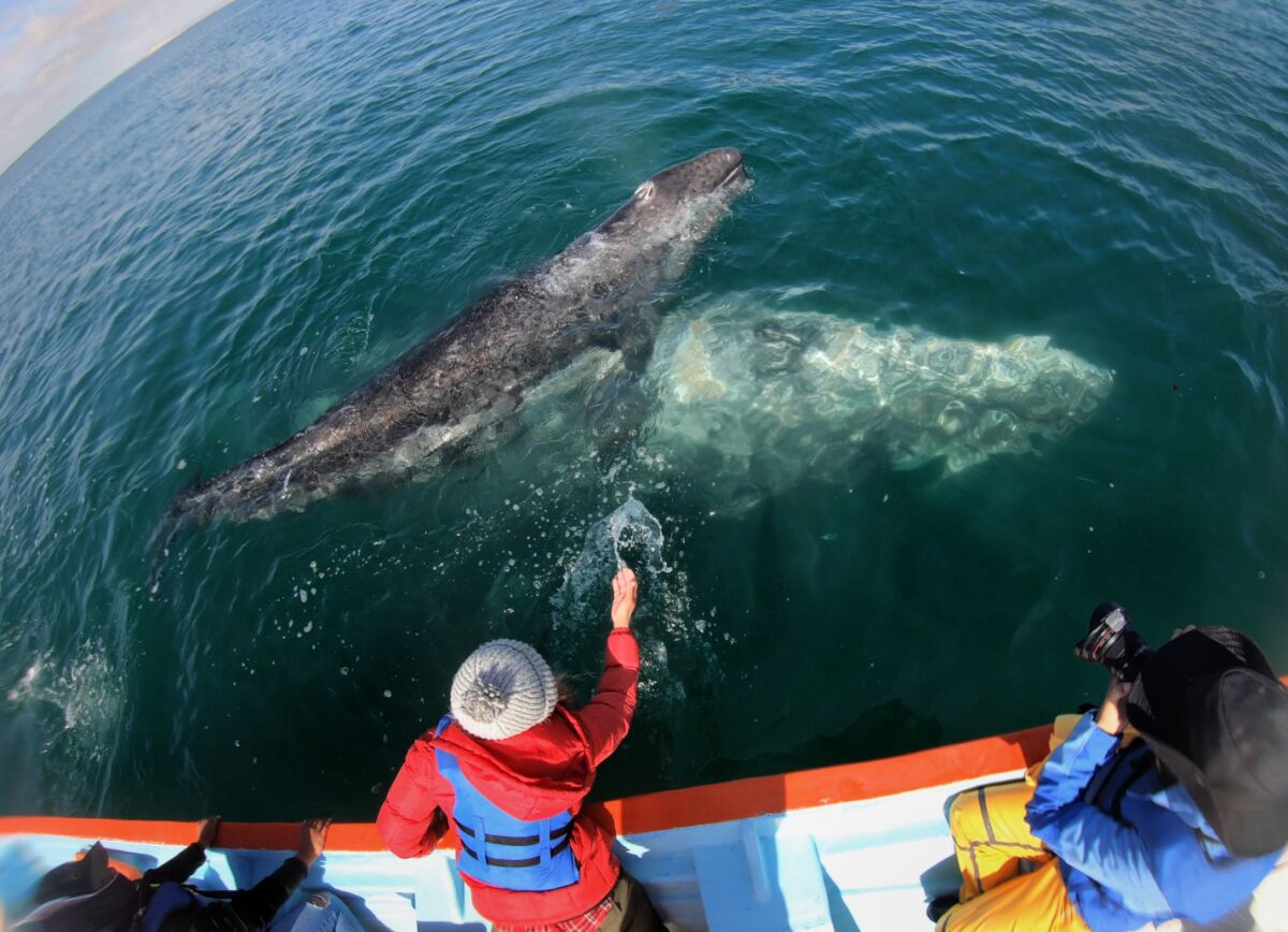 A person reaches a hand out to a whale as a photographer takes photos