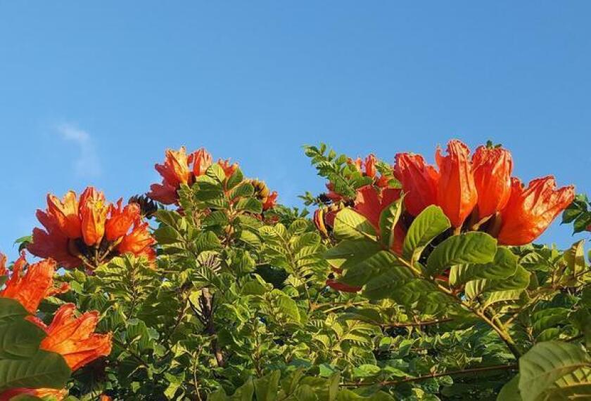 Natural La Jolla African Tulip Tree Stuns With Gorgeous Blooms La Jolla Light