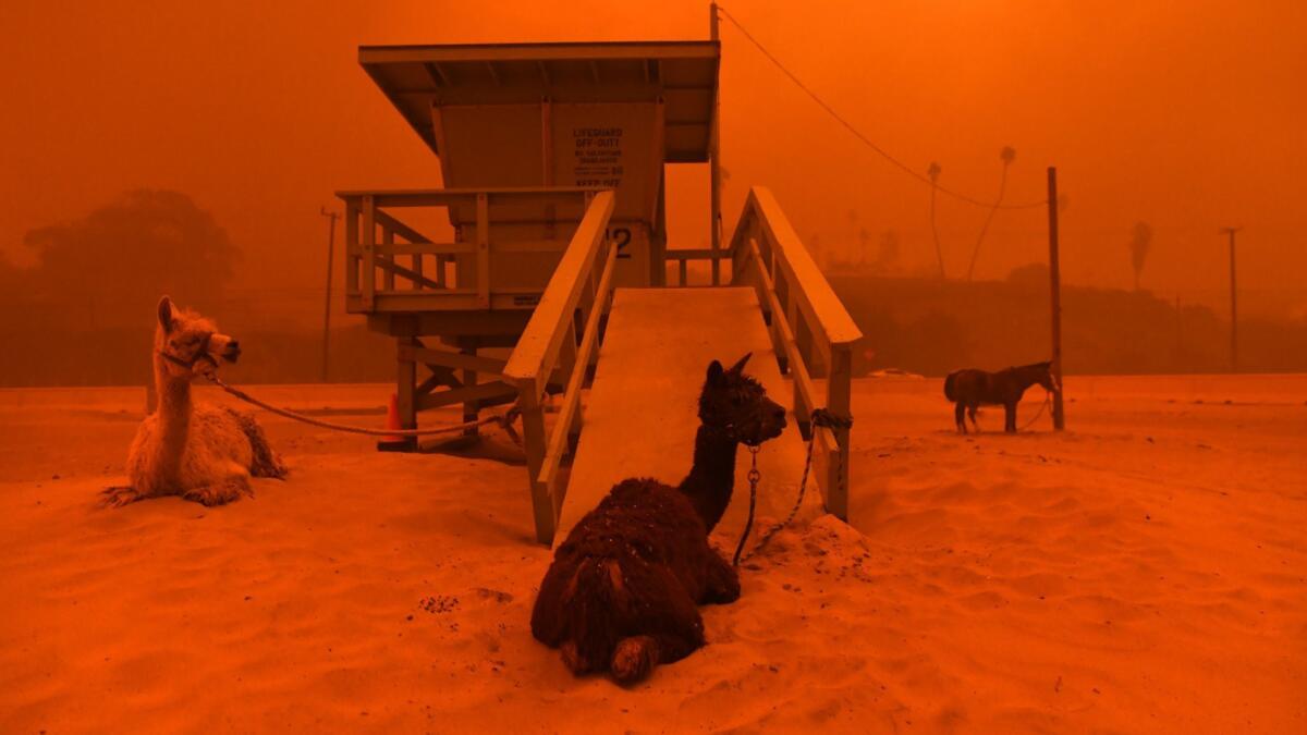 Malibu residents who evacuated their homes because of the Woolsey fire brought their animals, such as these llamas tied to a lifeguard stand on the beach.