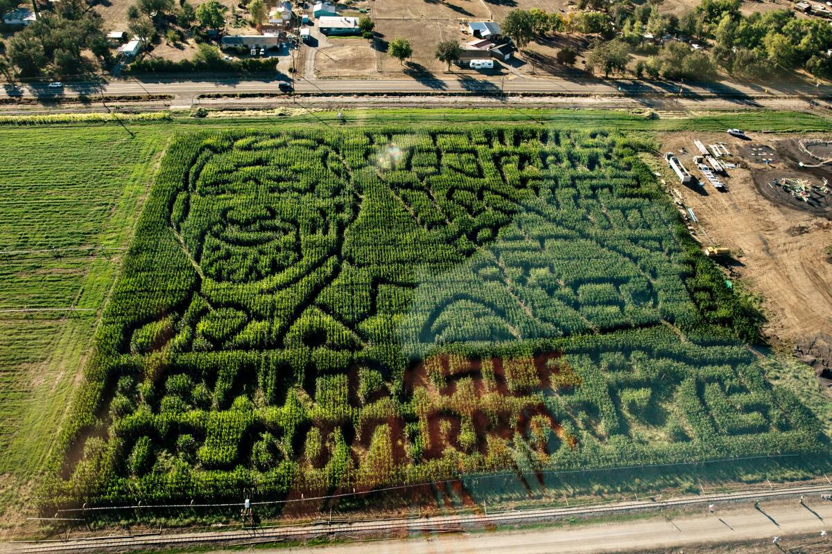A corn maze.