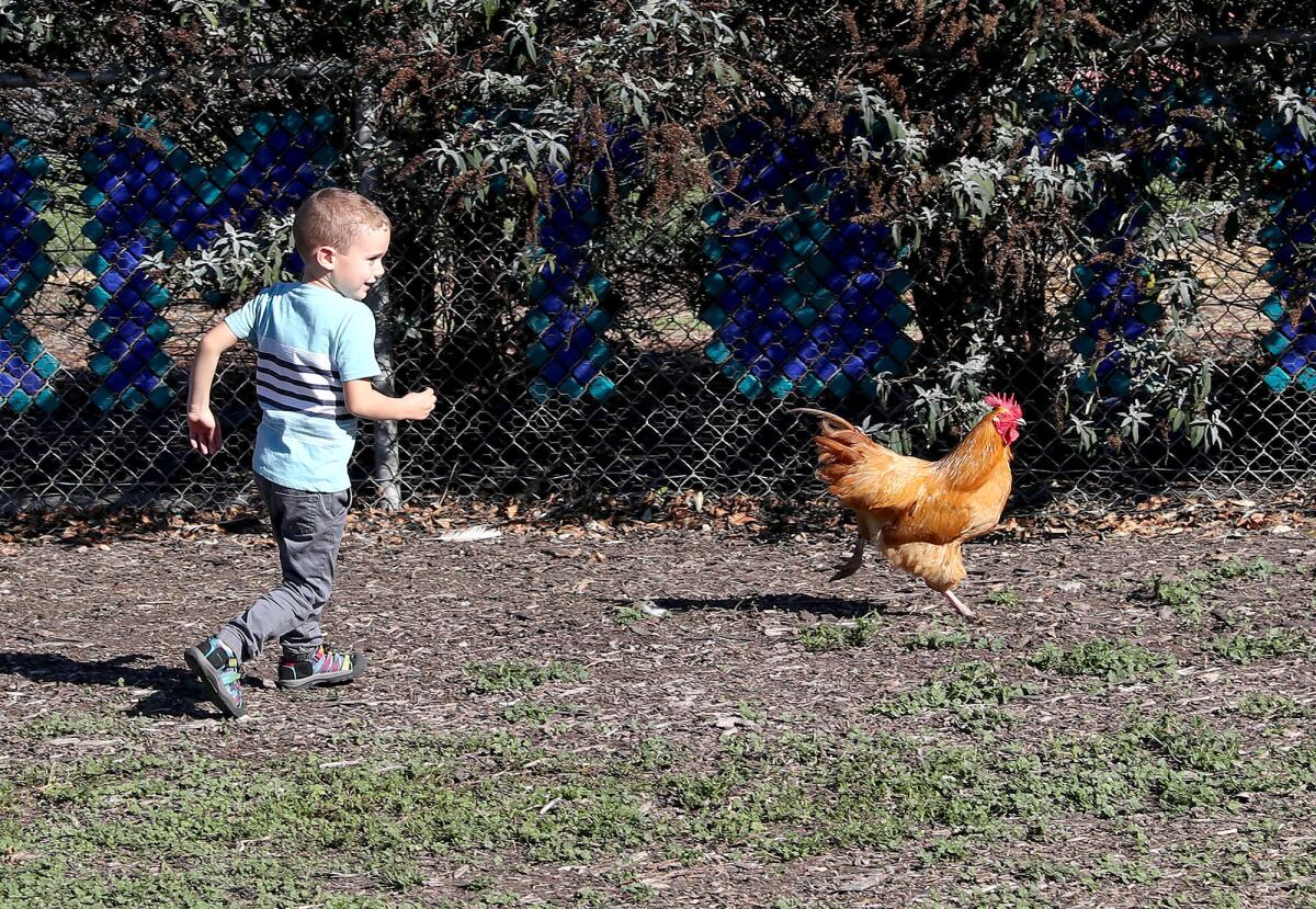 A youngster chases down a rooster to no success during the Environmental Science Civic Engagement Showcase.