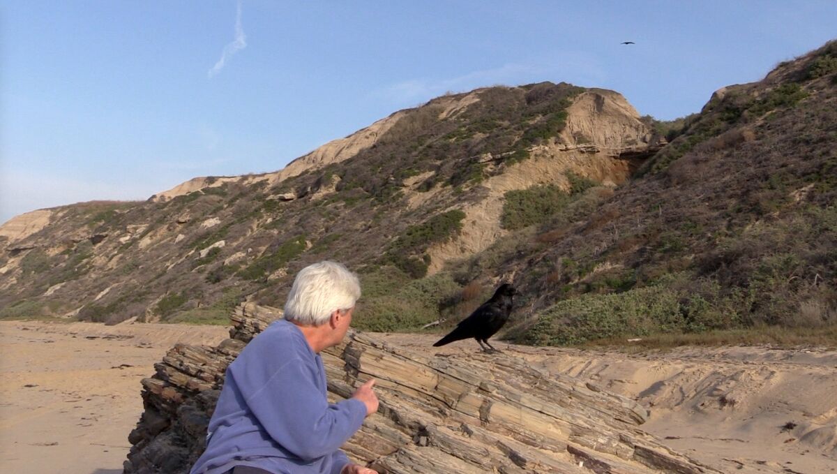 A female raven Rick Boufford knows as Mrs. Moro perches on a rock on the beach at Crystal Cove as her mate approaches beyond the bluff.