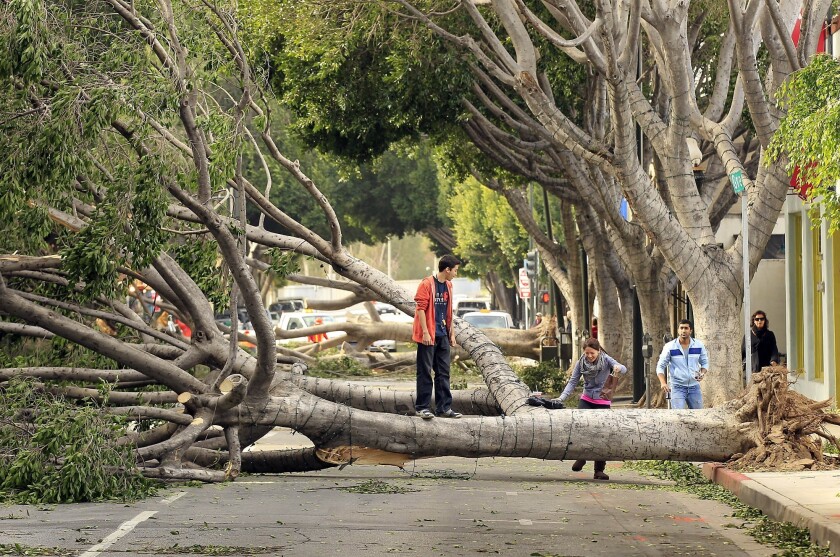 Santa Ana winds caused damage in Pasadena in 2011.