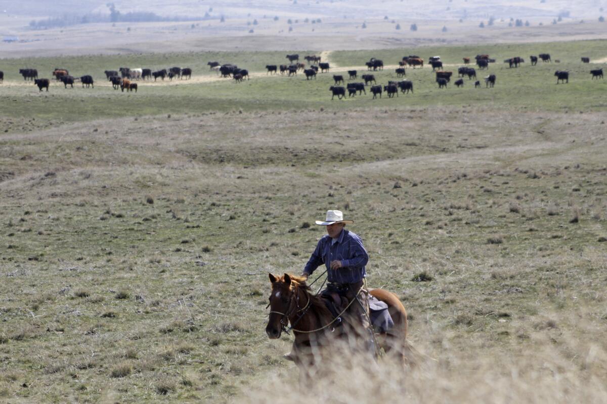 FILE - Cattle rancher Joe Whitesell rides his horse in a field near Dufur, Ore., 