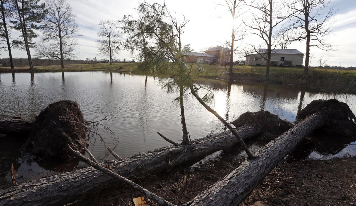 Fallen pine trees surround pond on Copiah County, Miss. were uprooted by the storms.