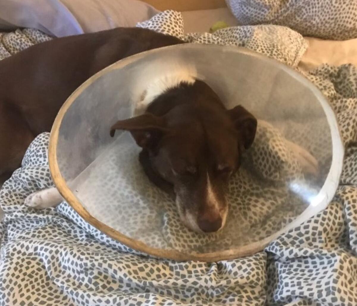 A dog lays with a cone around its neck