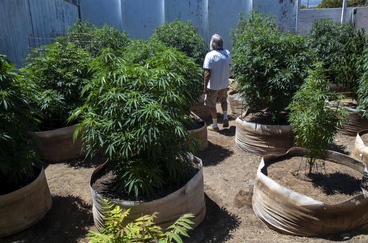 Kendall Steinmetz checks on some of his cannabis plants