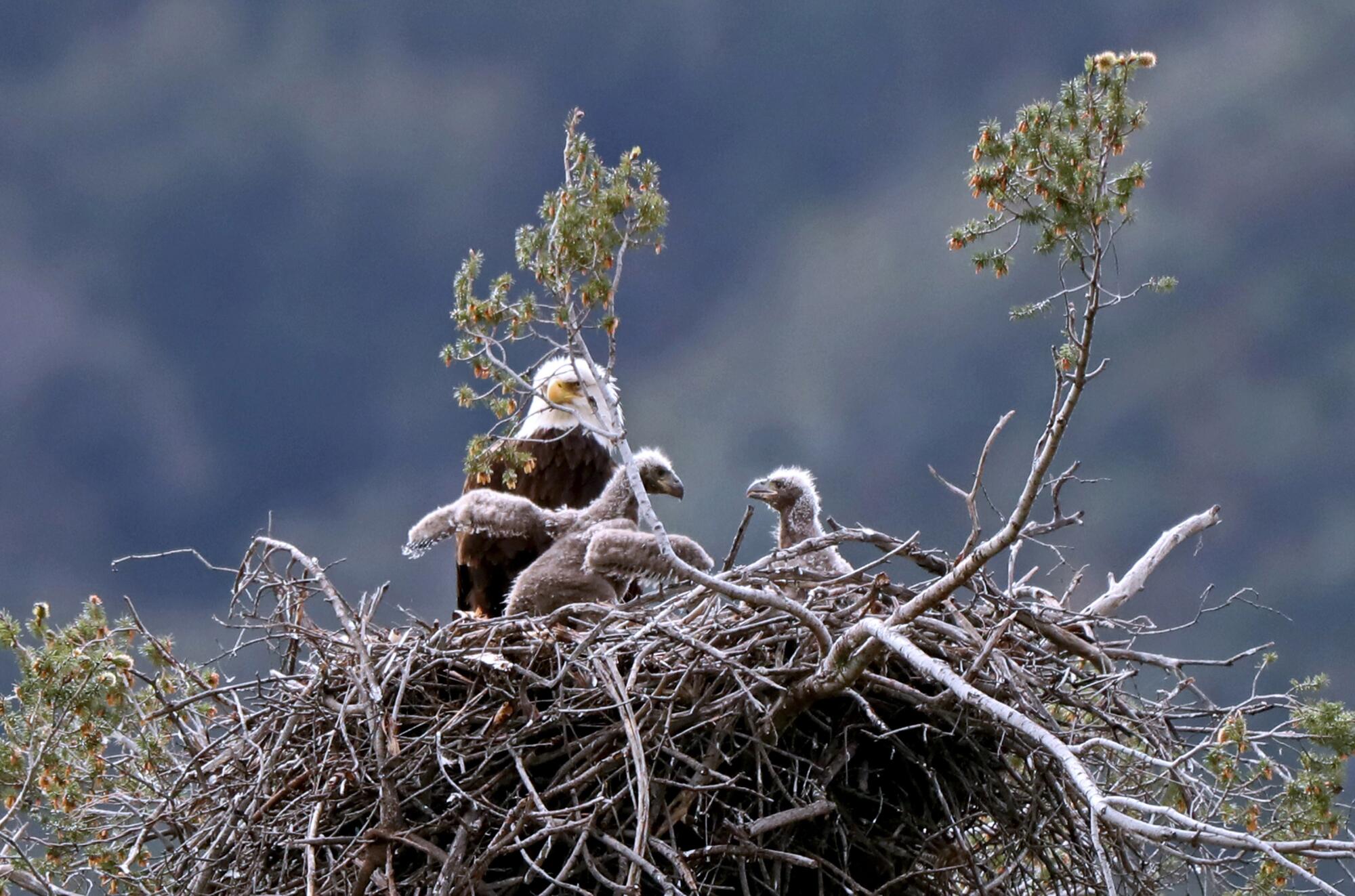 Bald eagles