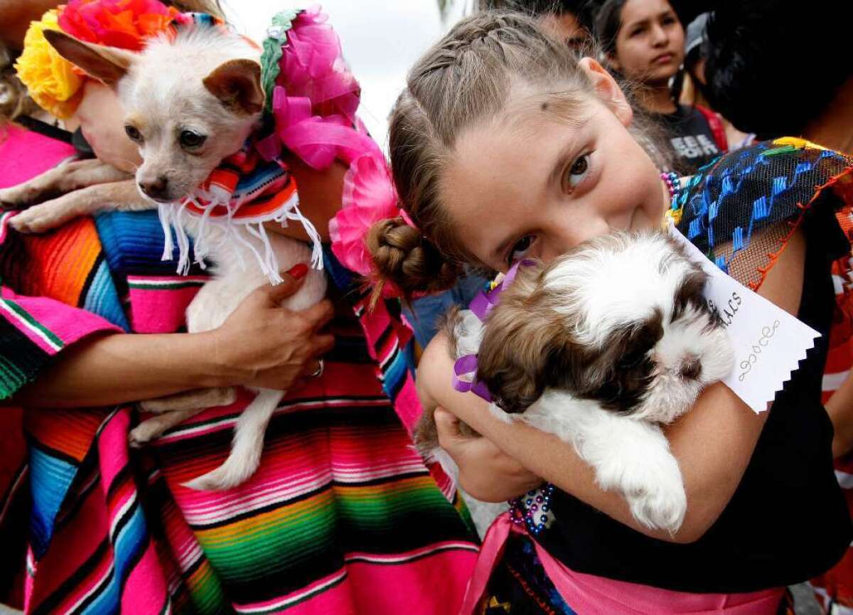 Hundreds of pet owners are expected at the annual Blessing of the Animals on Olvera Street.