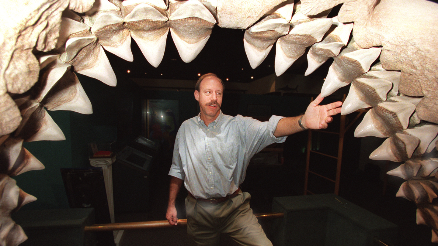 The megalodon was large enough to swallow a small car. An exhibit at the Natural History Museum of Los Angeles County, with curator Jeff Seigel, featured the shark jaw in 1996.