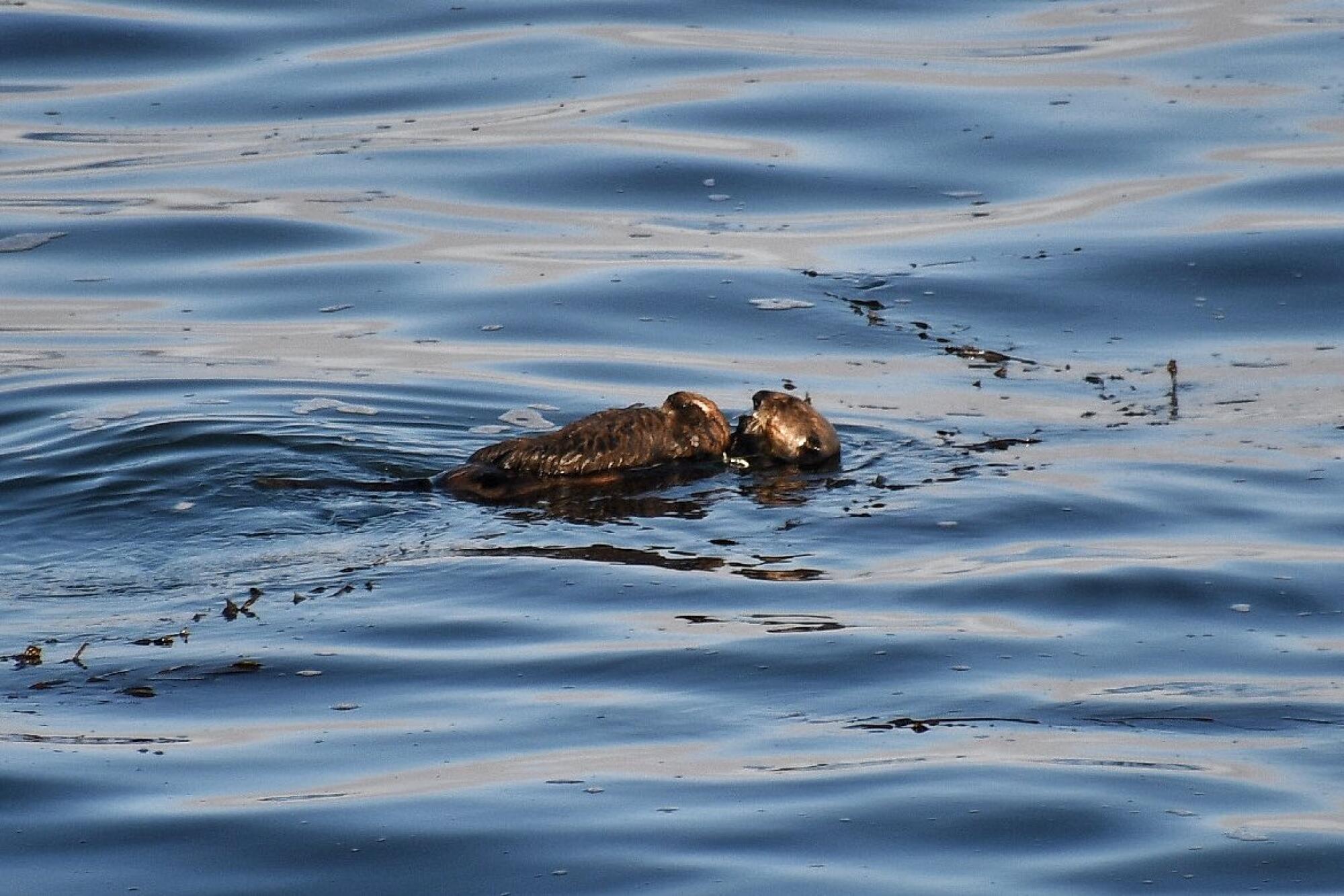 Sea otter 841with her pup.
