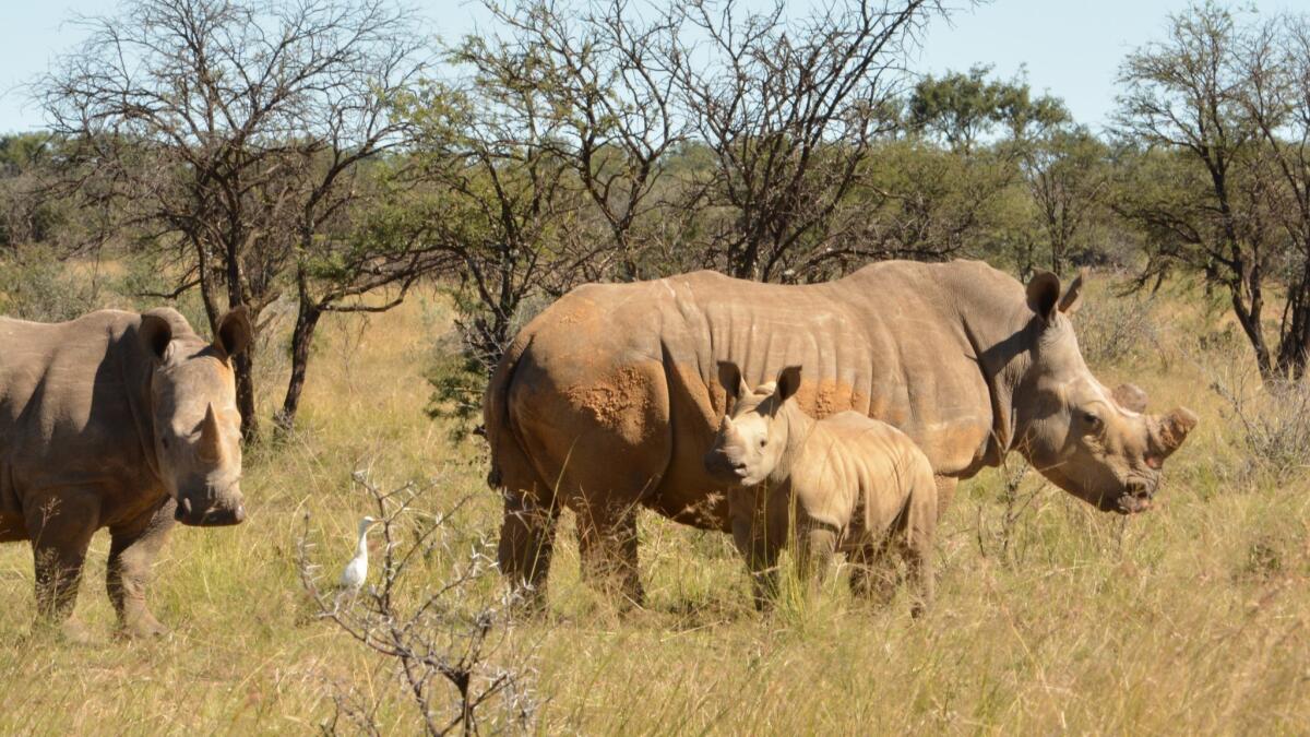 Este rinoceronte y sus dos crías pertenecen al sudafricano John Hume, quien posee 1,500 de ellos. Las hembras suelen ahuyentar a las crías mayores cuando nace una nueva, pero esta madre ha aceptado a ambas (Robyn Dixon / Los Angeles Times).