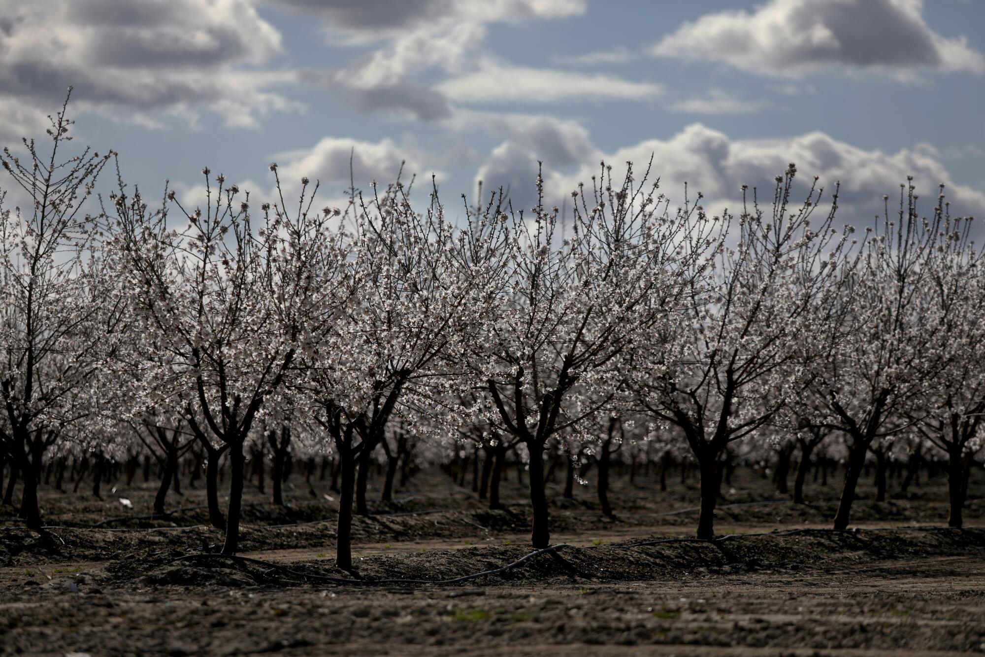 White and pink blossoms cover an orchard of almond trees. 