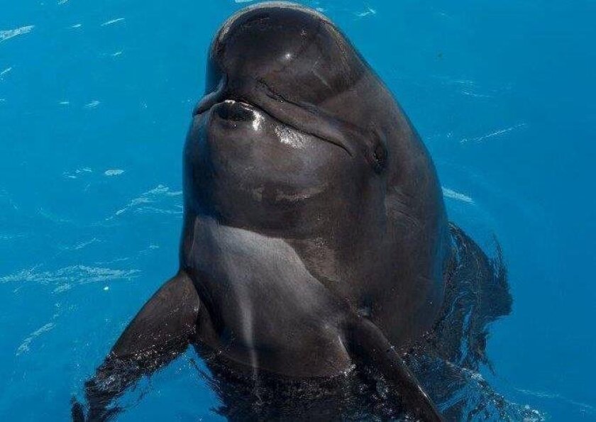 Bubbles, a pilot whale who had been at SeaWorld for nearly 30 years, has died.