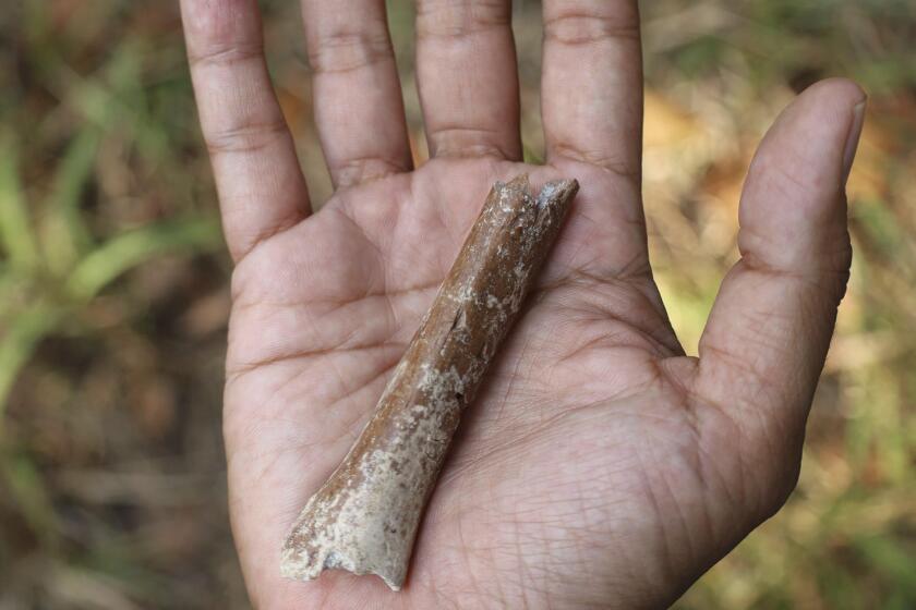 Esta fotografía proporcionada por Yousuke Kaifu muestra un fragmento de hueso de brazo excavado en la isla indonesia de Flores. Un nuevo estudio indica que los ancestros de una especie humana apodada "hobbits" eran aún más pequeños. (Yousuke Kaifu vía AP)