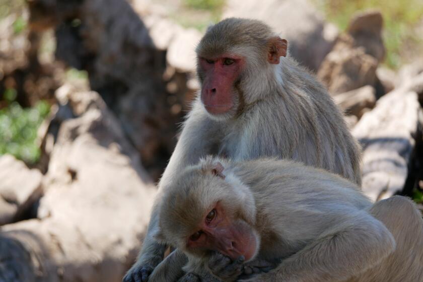 A pair of rhesus macaques relaxes together at a colony in Puerto Rico. 