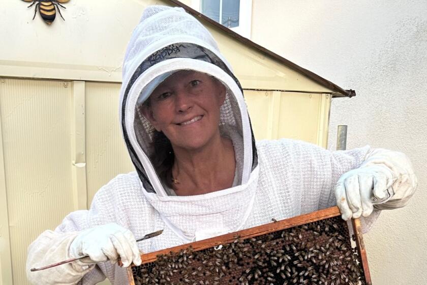 Laura Stevens will be offering a free introductory beekeeping class on Nov. 4 for those interested in picking up the hobby.
