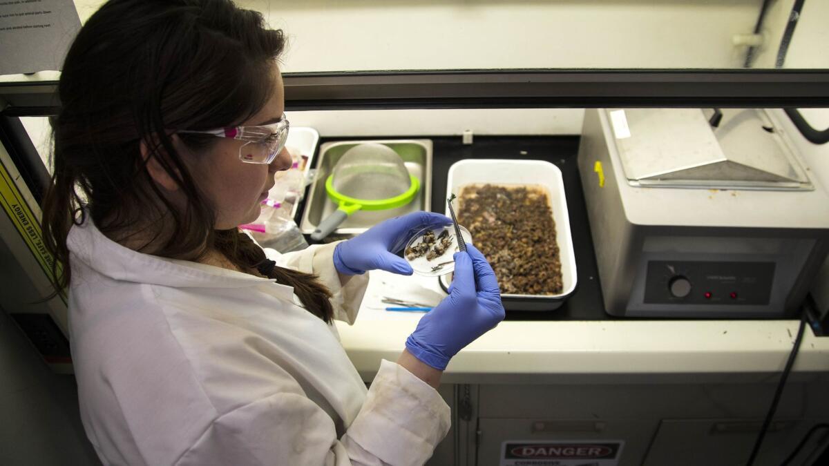 Graduate student Danielle Martinez works under a fume hood to examine the stomach contents of urban coyotes at Cal State Fullerton.