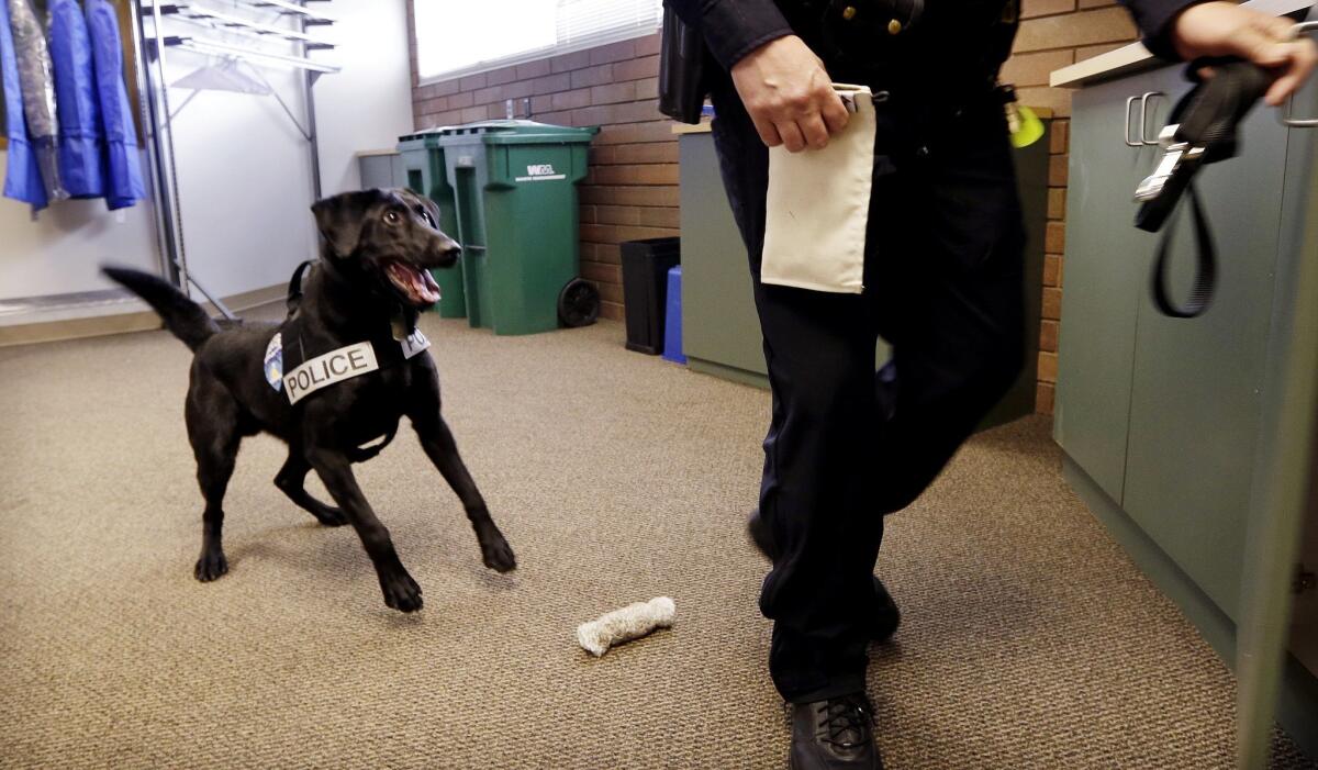 In this photo taken May 30, 2013, drug-sniffing police dog Dusty waits for handler Officer Duke Roessel to retrieve a stash of heroin the dog located during a training session at the police station in Bremerton, Wash.
