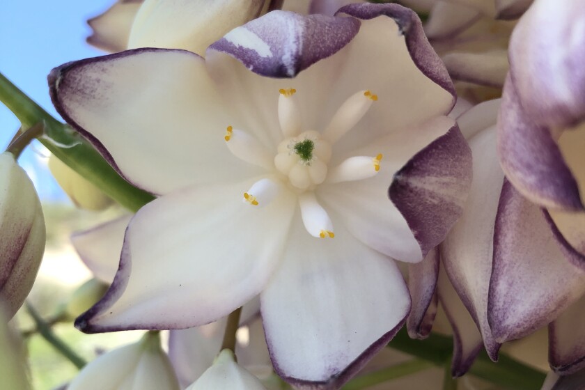 A white flower with purple edges