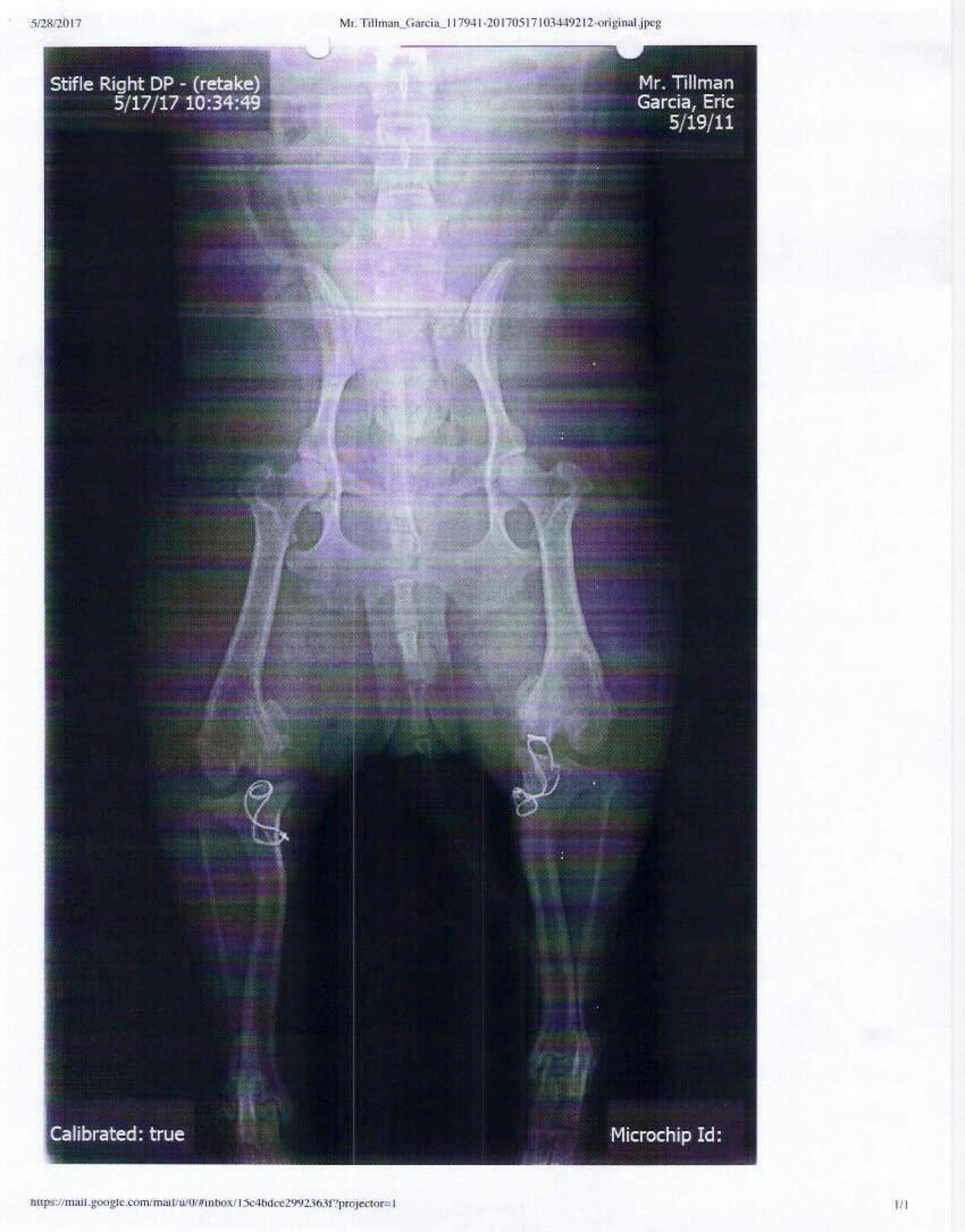 Les radiographies de M. Tillman montrent l'intervention chirurgicale effectuée par Rodney Ken Hatayama à l'hôpital vétérinaire du comté du Sud.