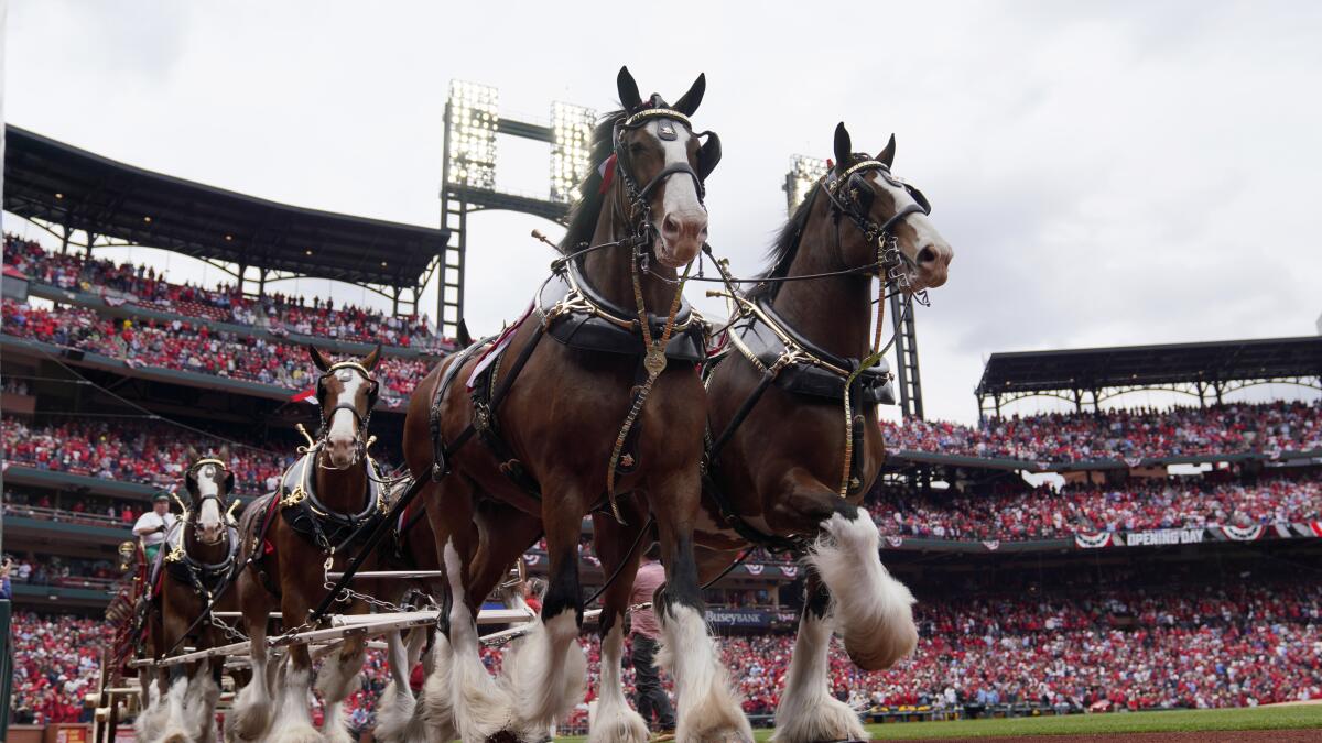 Cardinals Anheuser-Busch Clydesdales history