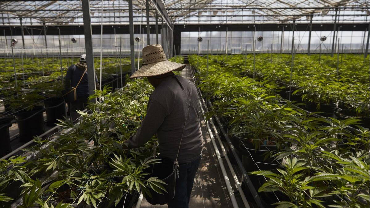 Workers tend cannabis plants in a California greenhouse.