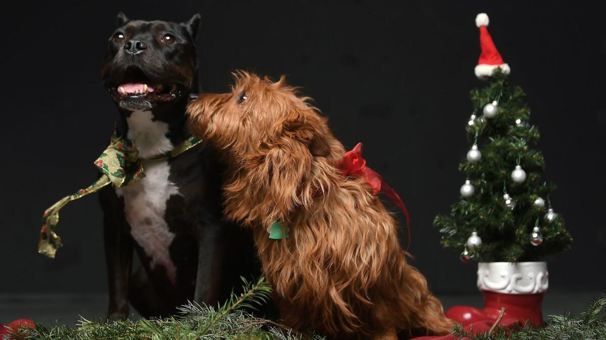 The official Times art dogs Bonnie Miranda and Henry Knight share in some holiday cheer.
