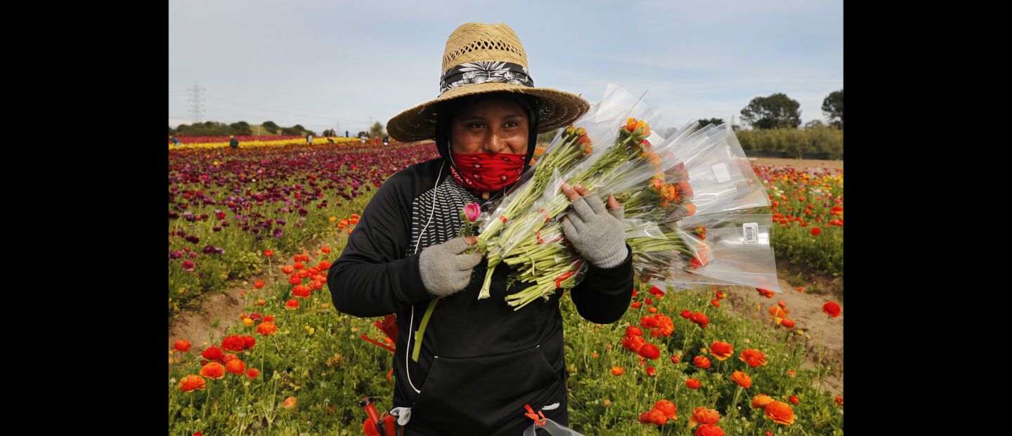 Monique Carrillo walks out of the field with ranunculus flowers that she had picked.