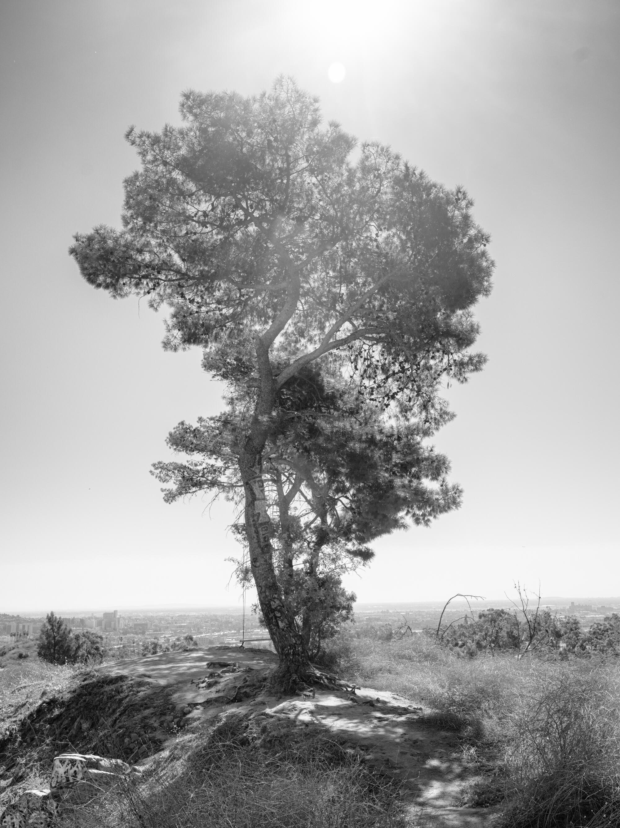 Greatest Tree The greatest trees of Los Angeles - Tededer.com