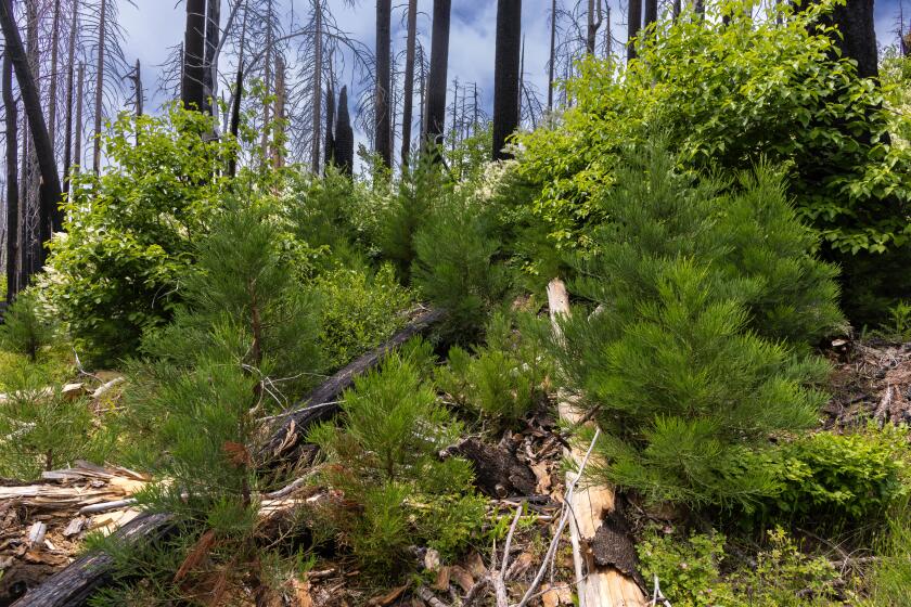 Abundant giant sequoia regeneration in high intensity fire patches In the Nelder Grove, a sequoia grove near Yosemite, burned in the Railroad fire in 2017. June 27, 2023. Credit Bryant Baker.