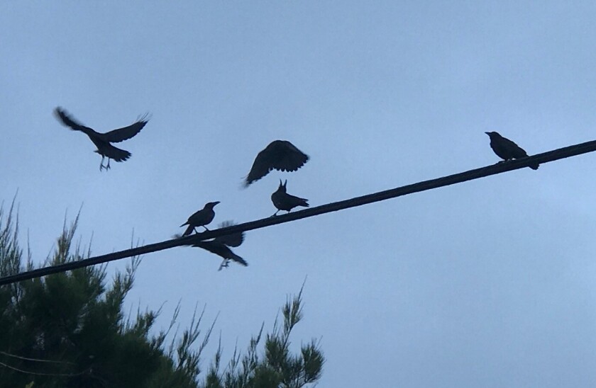 Crows like to travel in groups.