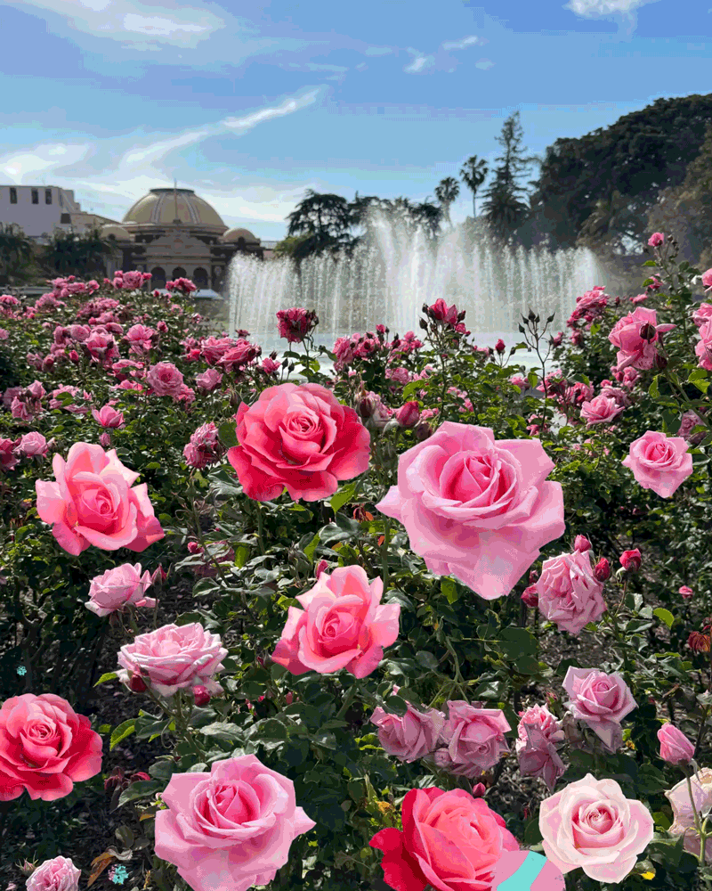 A pink rose bush at Exposition Park Rose Garden, with a fountain in the background and animated bubbles
