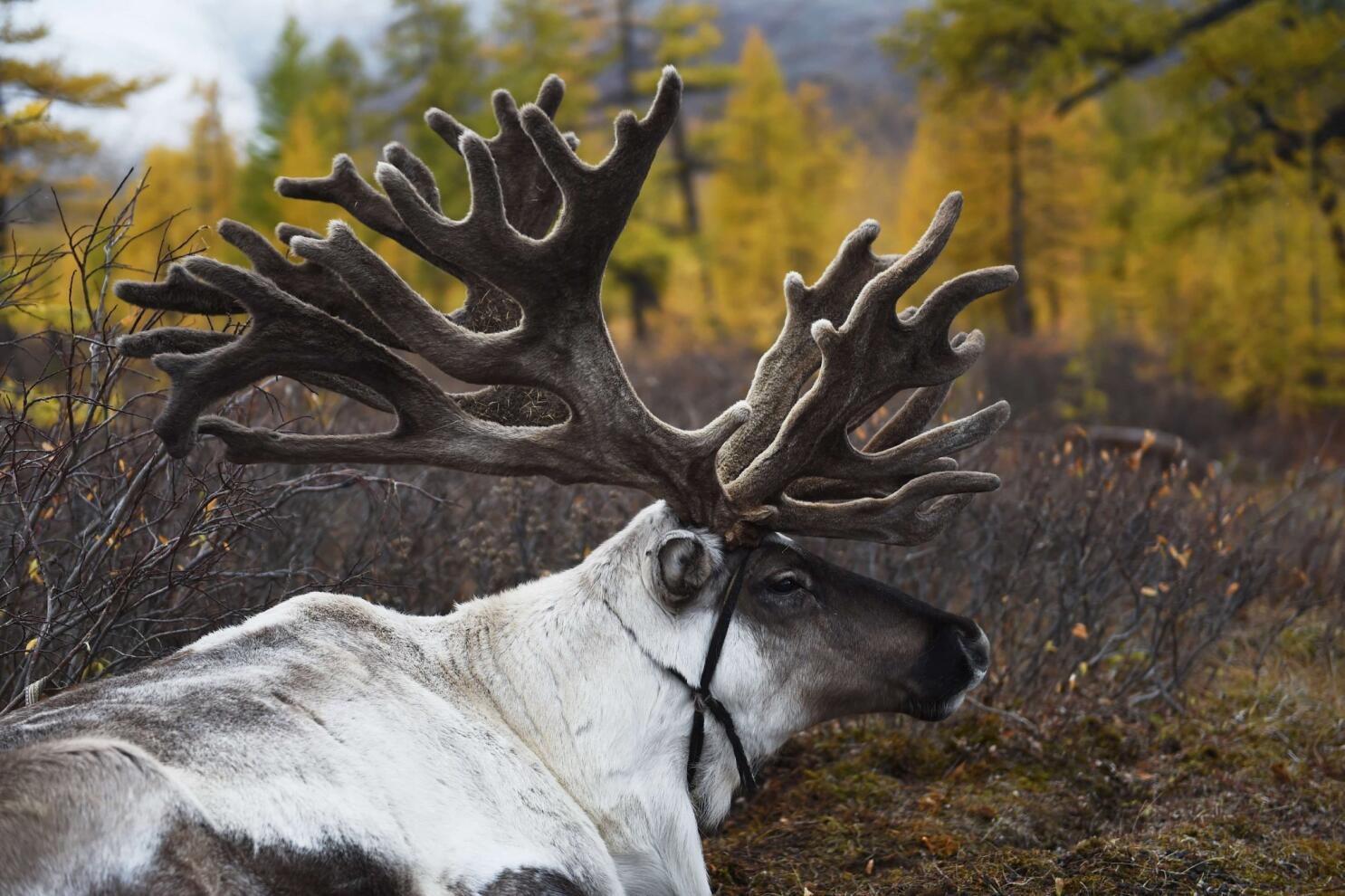 The Meaning of Santa's Reindeer Names