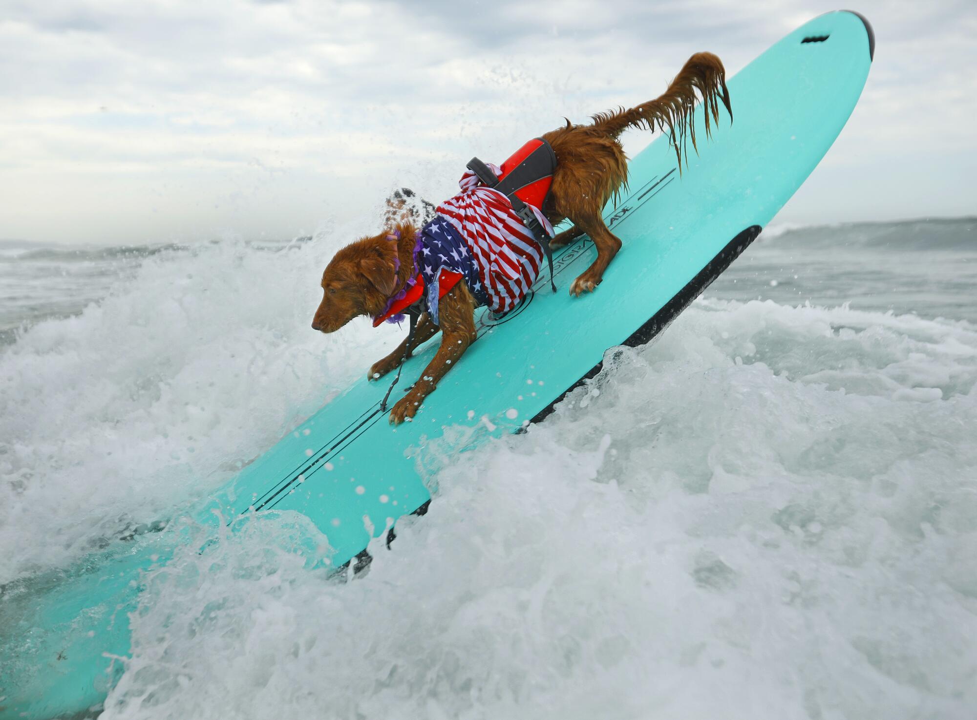 Willow heads out to surf in the Surf Dog Surf-A-Thon.