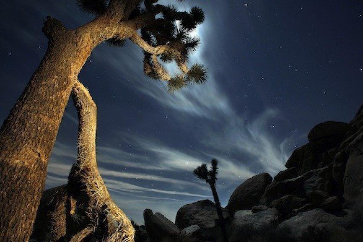Namesake trees at Joshua Tree National Park east of Los Angeles. National parks and forests waive admission this weekend for Veteran's Day.