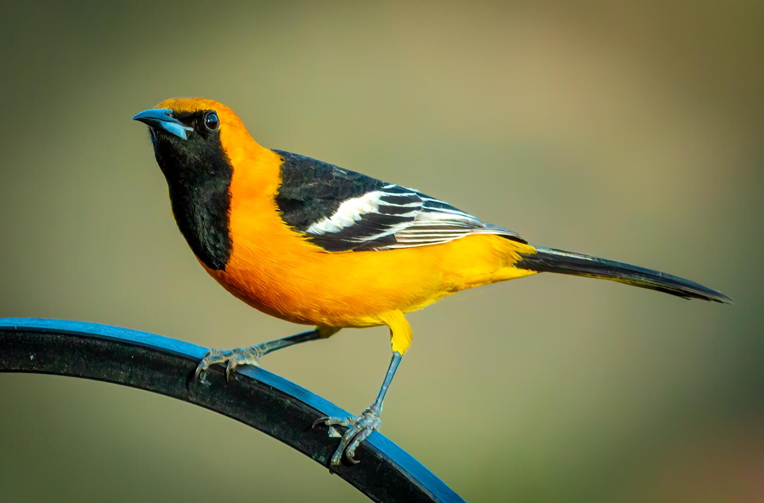 BALTIMORE, MD - June 15: The Orioles Bird celebrates a series win