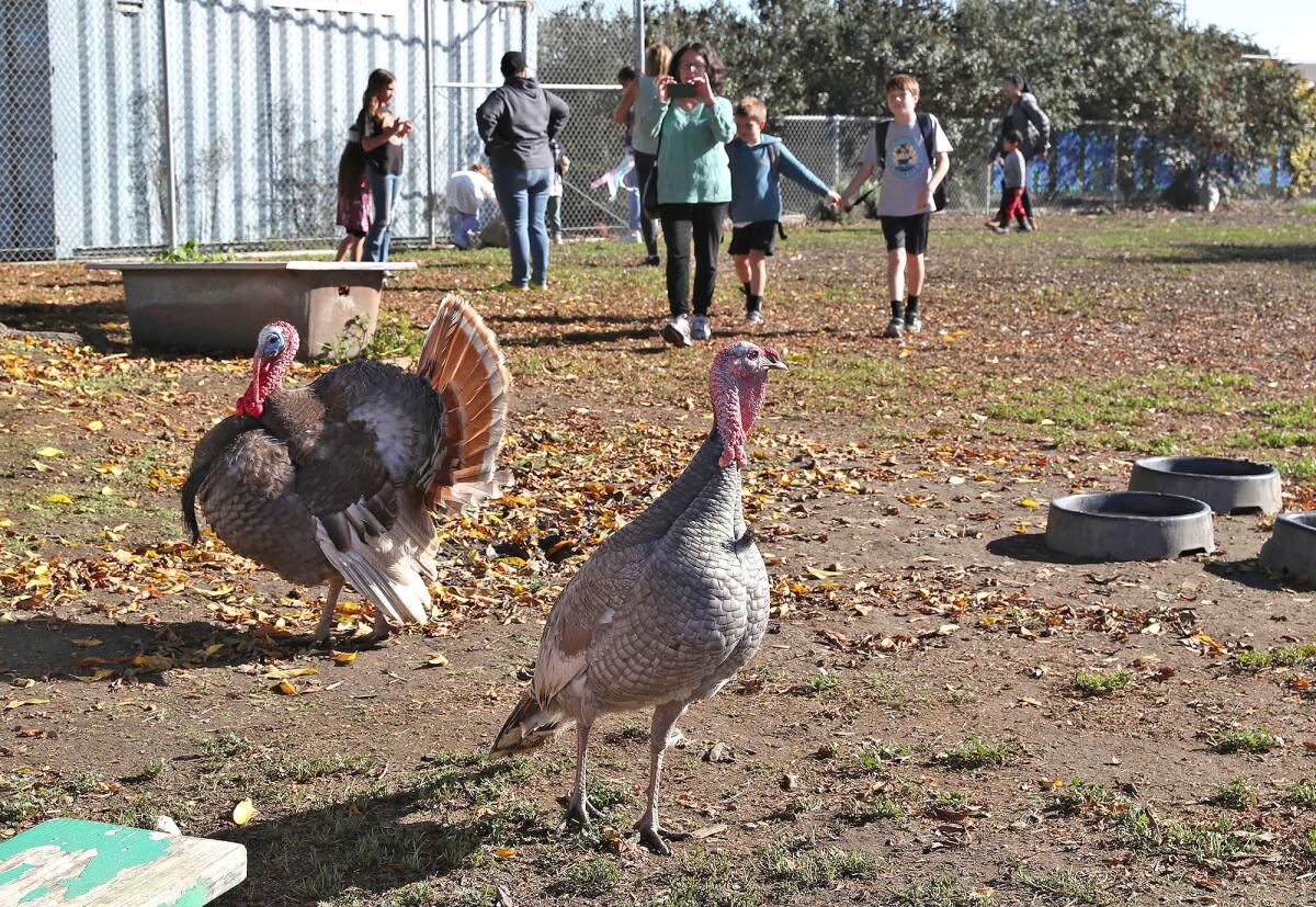 Families get a closer look at a pair of turkeys during the Environmental Science Civic Engagement Showcase.
