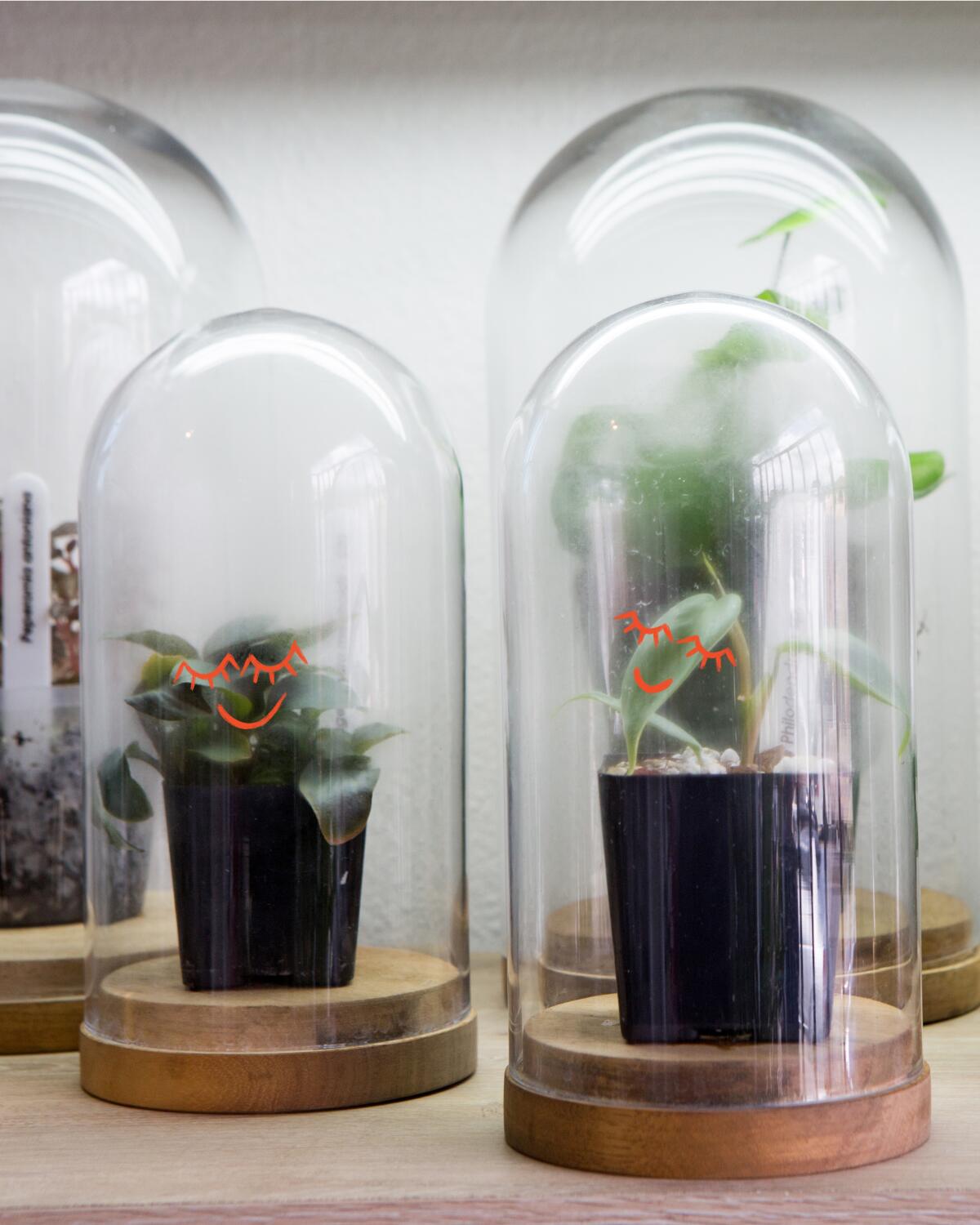 Plants in bell jars