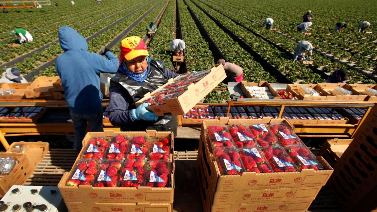 Dole and other companies in California are backing out of the strawberry and raspberry industry, which has struggled with rising labor costs and more regulation. Here, workers in 2013 harvest from a field in the Santa Maria Valley on the Central California coast.