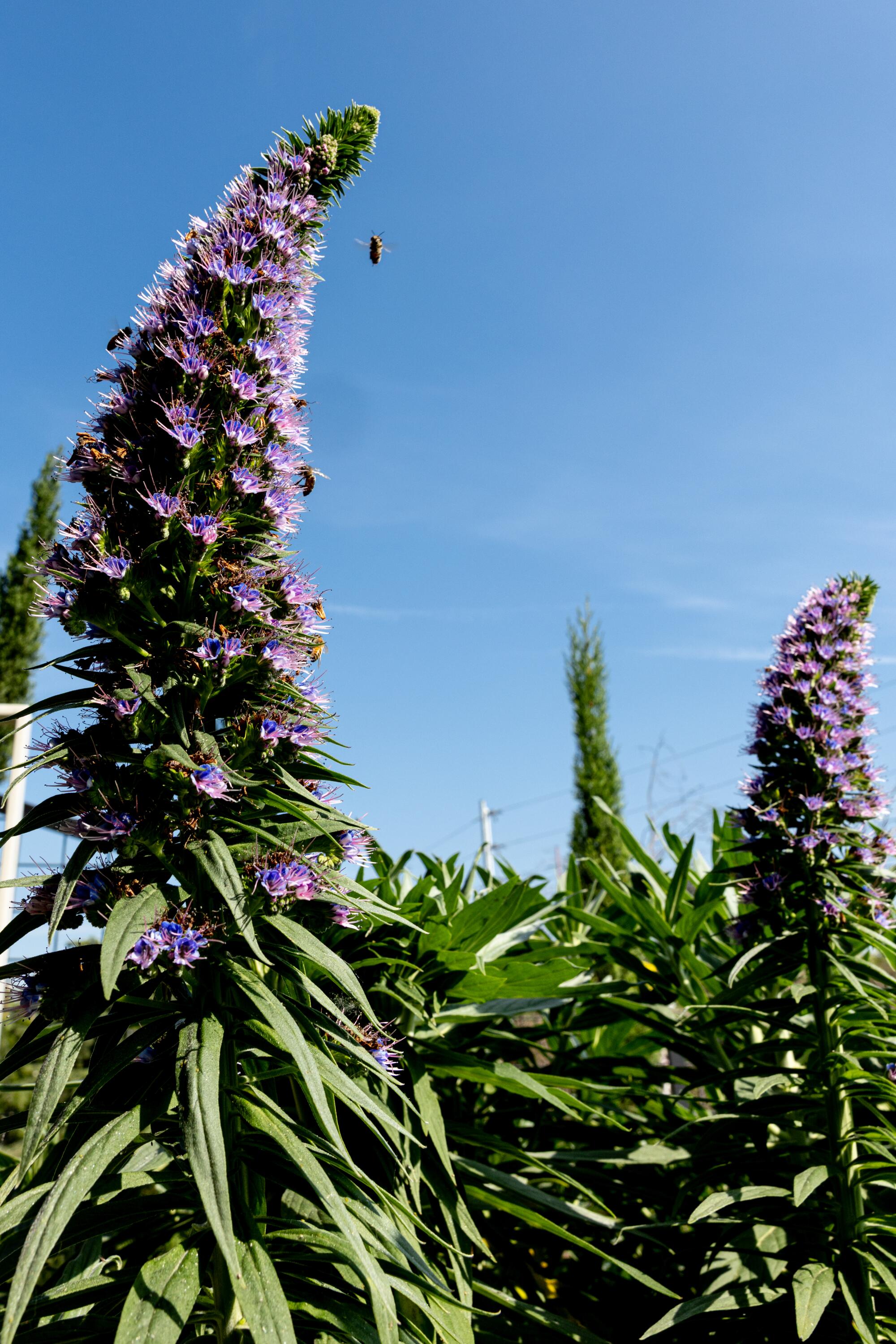 Una planta del orgullo morado de la planta