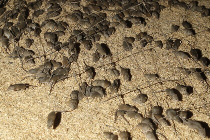 Mice scurry around stored grain on a farm near Tottenham, Australia on May 19, 2021. Vast tracts of land in Australia's New South Wales state are being threatened by a mouse plague that the state government describes as "absolutely unprecedented." Just how many millions of rodents have infested the agricultural plains across the state is guesswork. (AP Photo/Rick Rycroft)